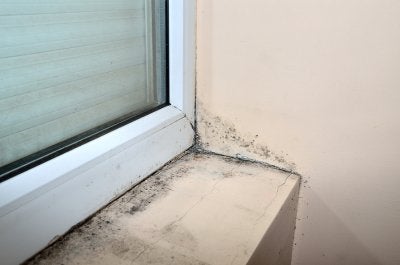 How mold can effect your health